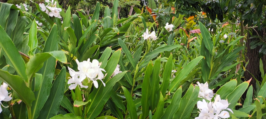 野薑花開時~