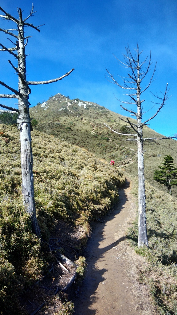 收集高山名樹(民宿)篇~