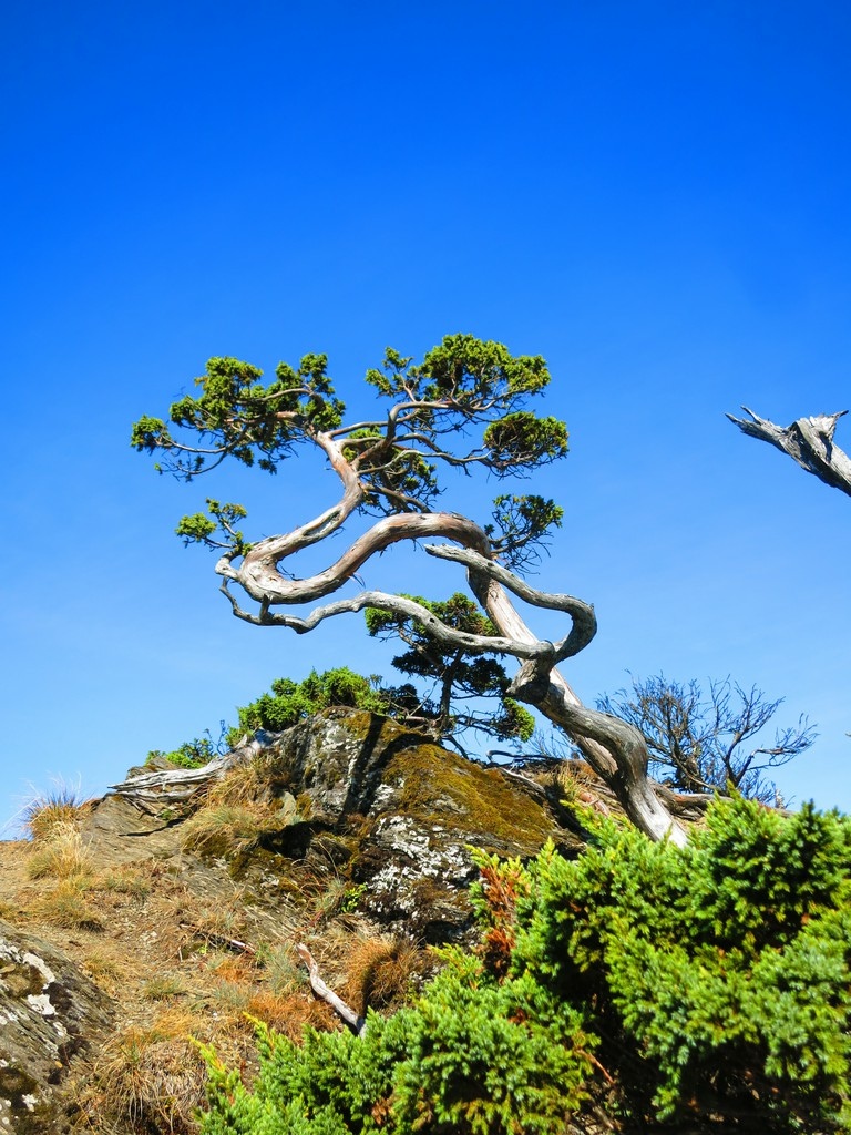 收集高山名樹(民宿)篇~