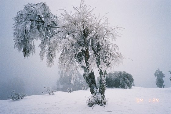 那一年雪很大路面結冰的舊天池山莊度假行~過年年假期間。