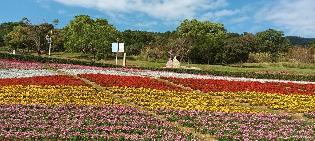 1130201北投社三層崎公園花海節活動(台版富良野)(三)