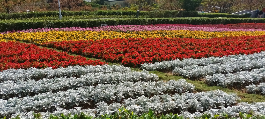 1130201北投社三層崎公園花海節活動(台版富良野)(三)