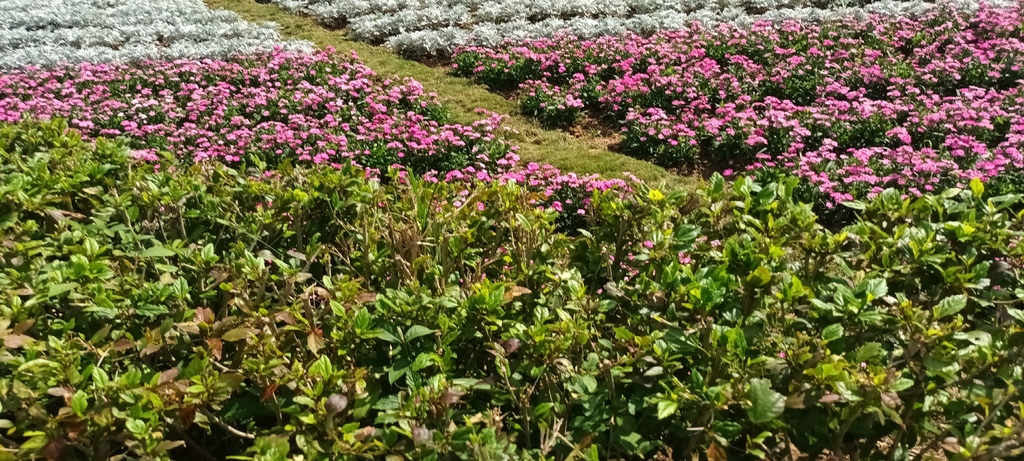 1130201北投社三層崎公園花海節活動(台版富良野)(三)