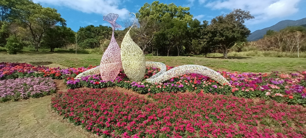 1130201北投社三層崎公園花海節活動(台版富良野)(三)