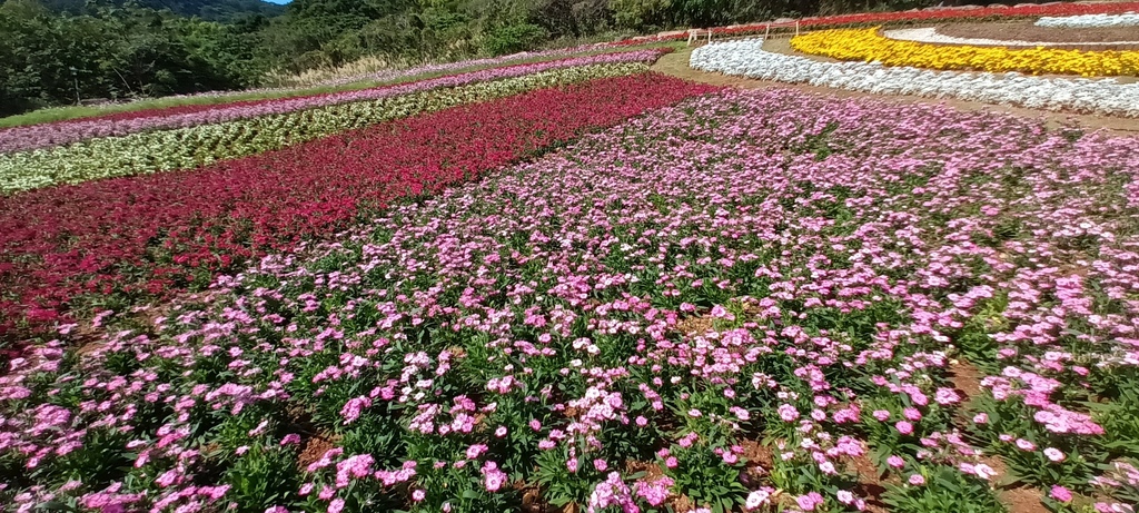 1130201北投社三層崎公園花海節活動(台版富良野)(三)