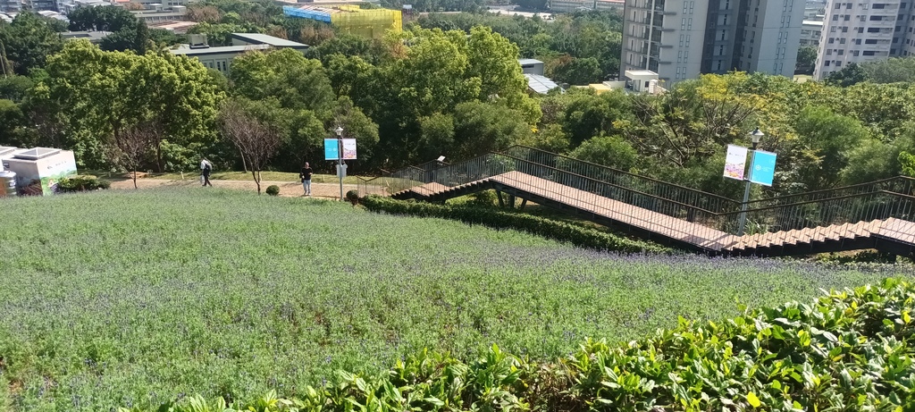 1130201北投社三層崎公園花海節活動(台版富良野)(三)