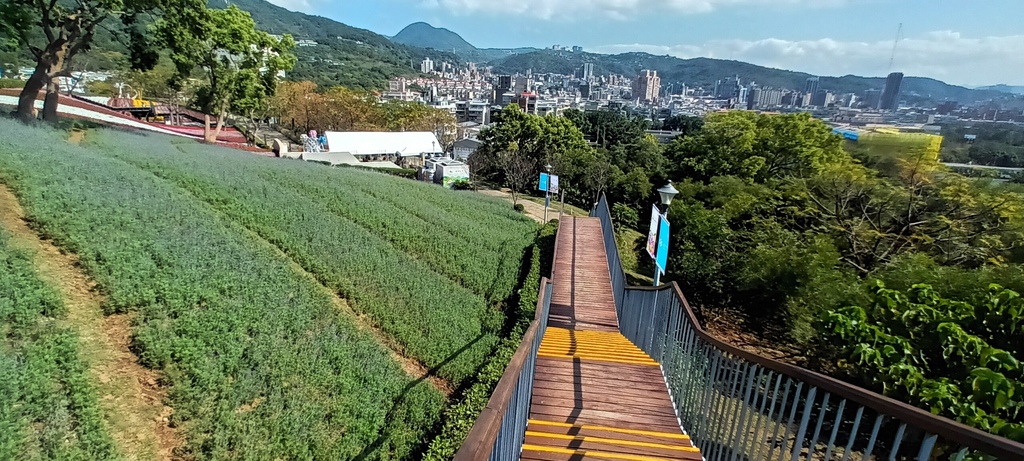 1130201北投社三層崎公園花海節活動(台版富良野)(三)