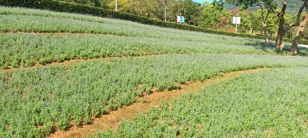 1130201北投社三層崎公園花海節活動(台版富良野)(三)