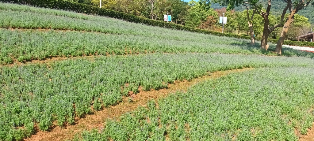 1130201北投社三層崎公園花海節活動(台版富良野)(三)