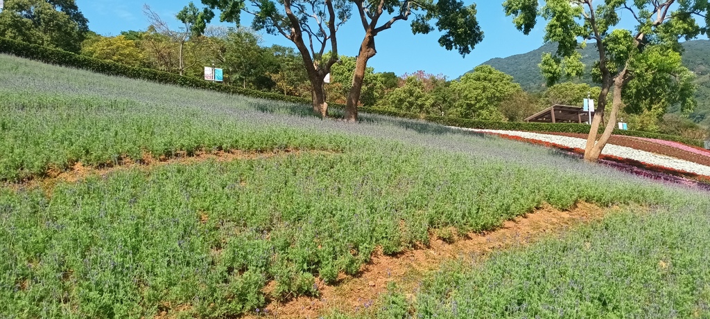 1130201北投社三層崎公園花海節活動(台版富良野)(三)