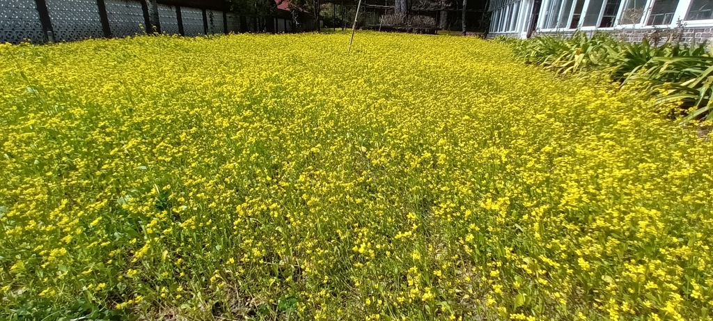 1130219武陵農場櫻花季賞櫻花一日遊～花季期間內(六)武