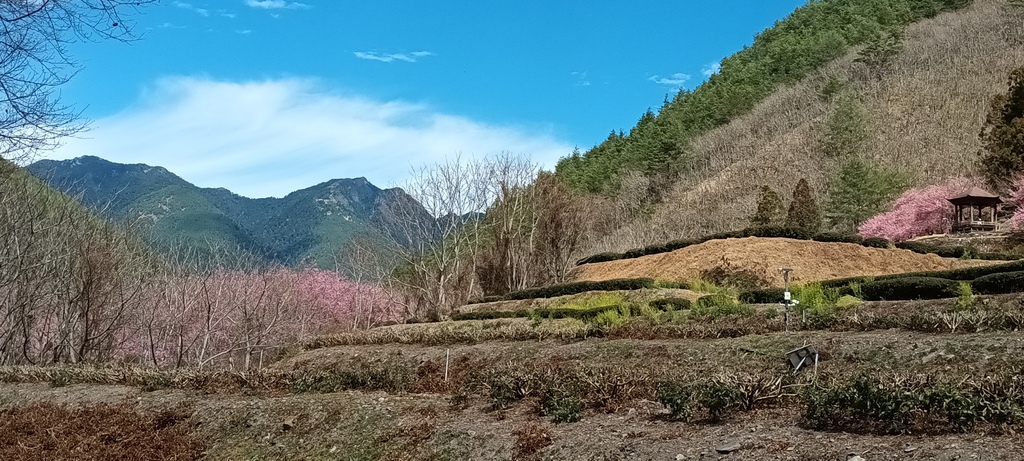 1130219武陵農場櫻花季賞櫻花一日遊～花季期間內(四)茶