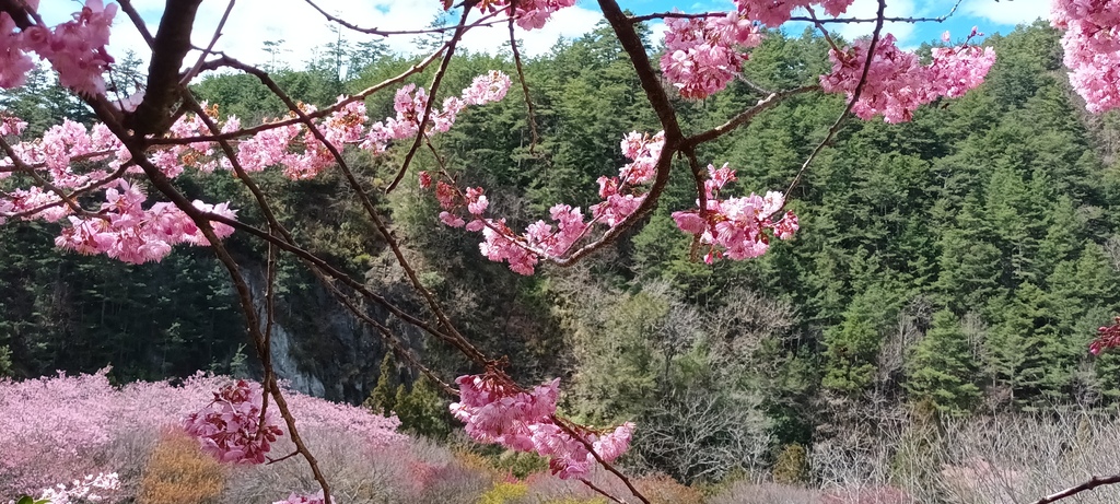 1130219武陵農場櫻花季賞櫻花一日遊～花季期間內(四)茶