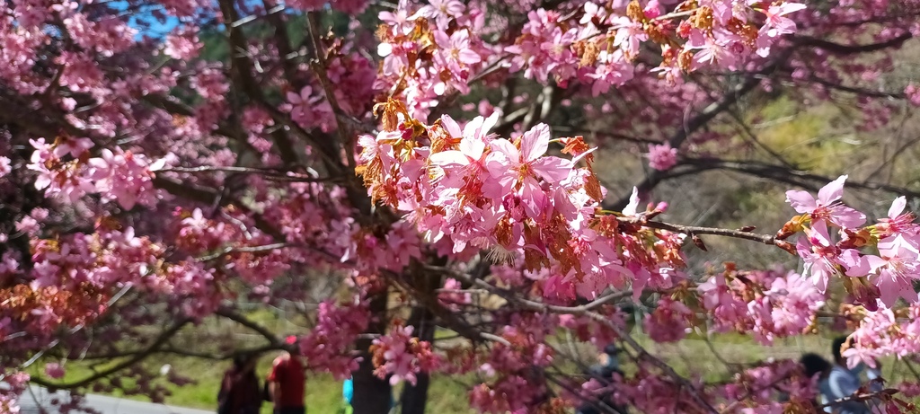 1130219武陵農場櫻花季賞櫻花一日遊～花季期間內(一)序