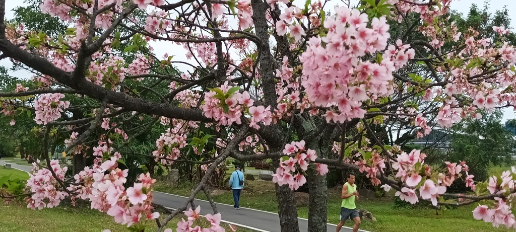 1130222新店陽光運動公園賞櫻花(六)最後的櫻花。