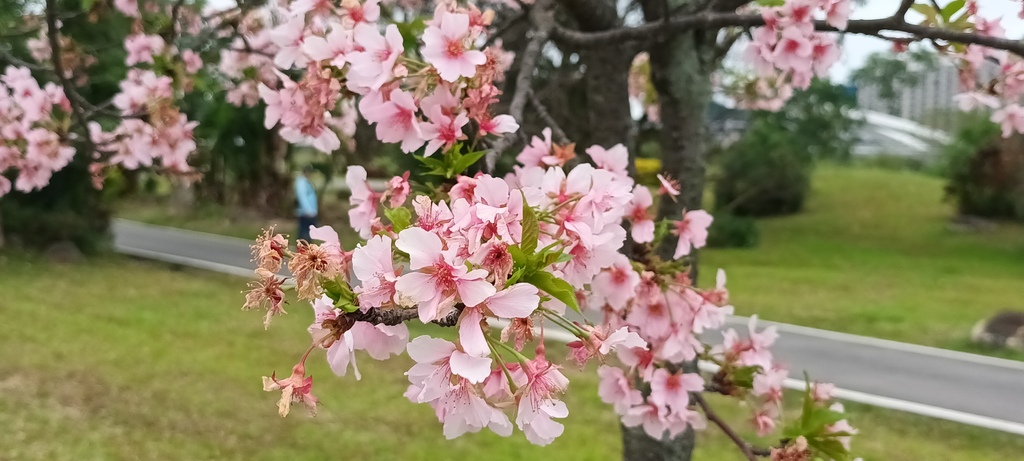 1130222新店陽光運動公園賞櫻花(六)最後的櫻花。