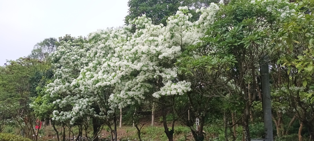 流蘇花開的時節~