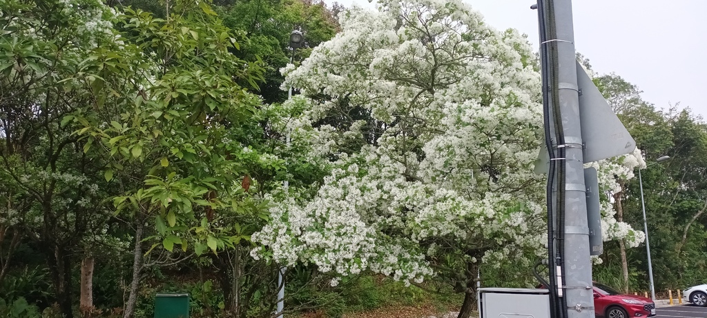 流蘇花開的時節~