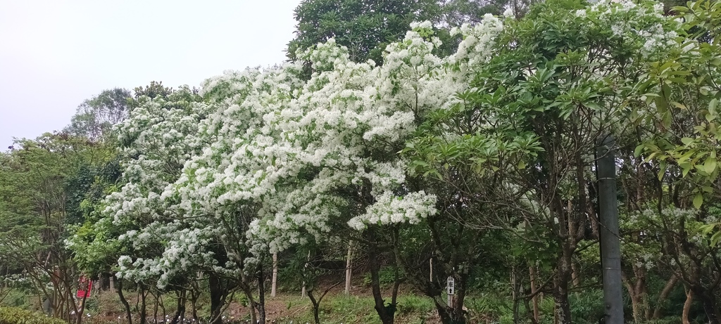 流蘇花開的時節~