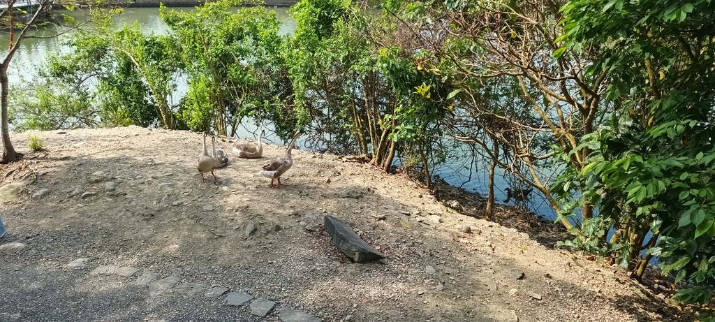 1130328宜蘭龍潭湖畔悠活園區遊~