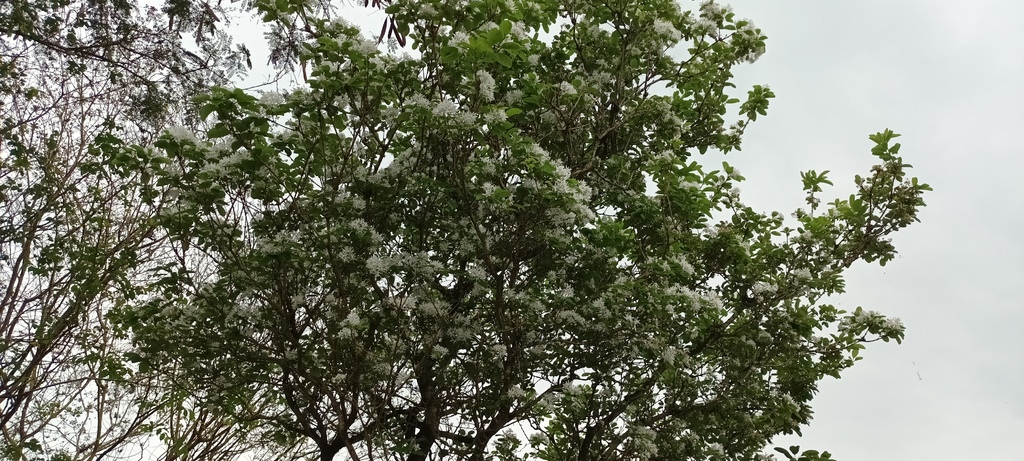 流蘇花開的時節~