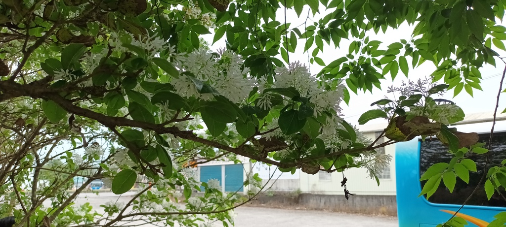 流蘇花開的時節~