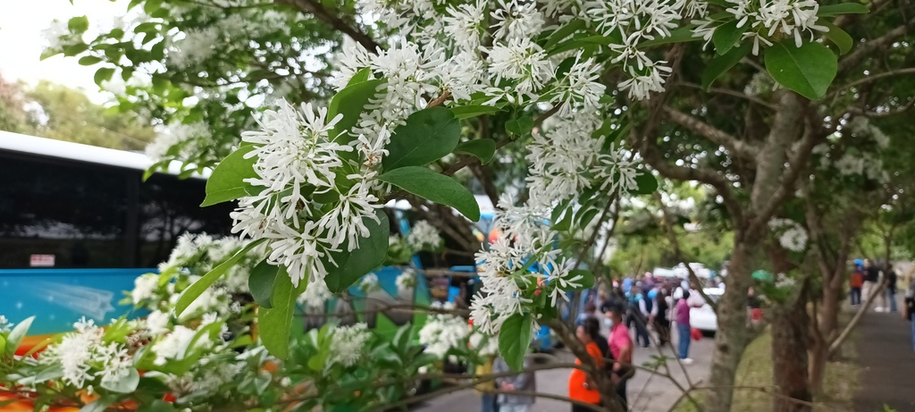 流蘇花開的時節~