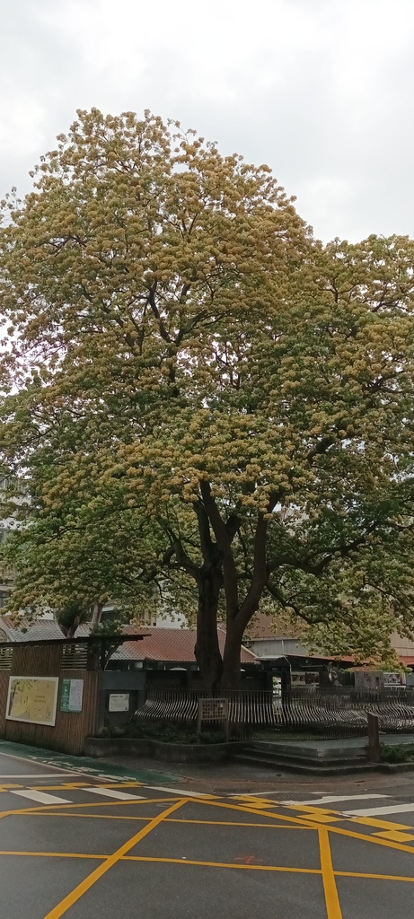 1130411加羅林魚木開花～溫州公園(一)。