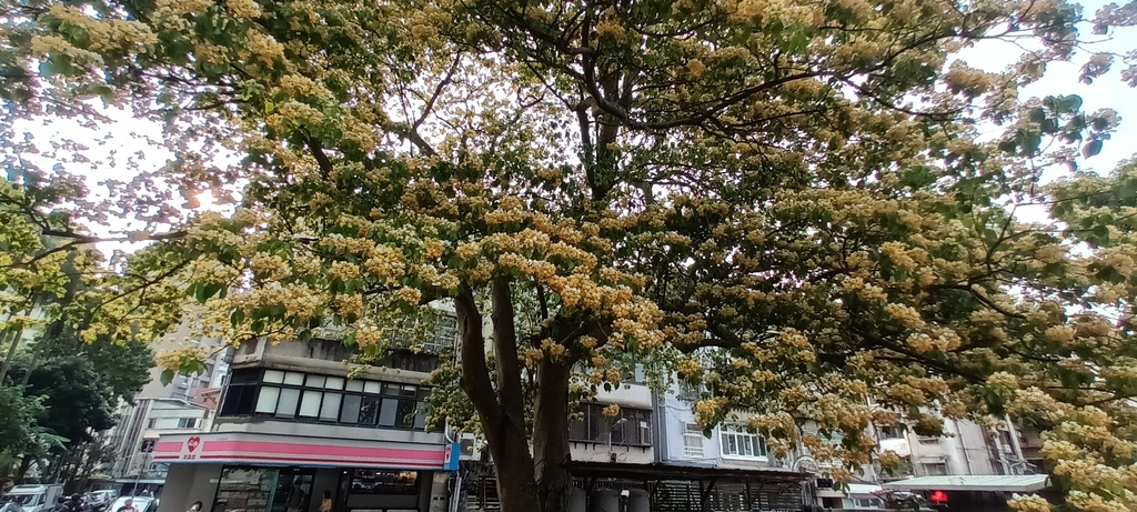 1130411加羅林魚木開花～溫州公園(一)。