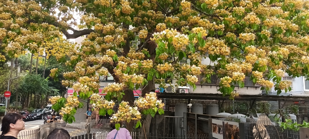 1130411加羅林魚木開花～溫州公園(一)。