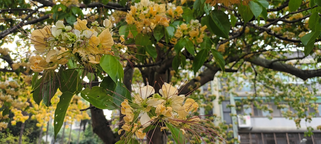 1130411加羅林魚木開花～溫州公園(二)。