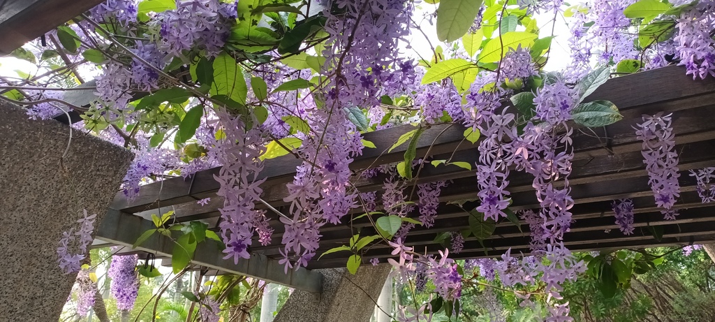 1130411錫葉藤花開不是紫藤花ㄡ～大安森林公園(一)。