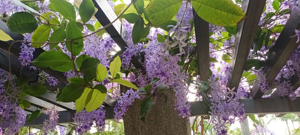 1130411錫葉藤花開不是紫藤花ㄡ～大安森林公園(一)。