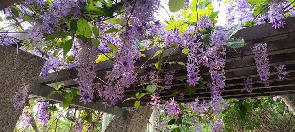 1130411錫葉藤花開不是紫藤花ㄡ～大安森林公園(一)。