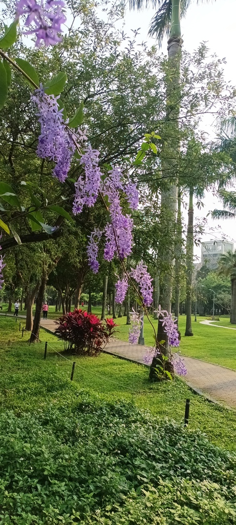 1130411錫葉藤花開不是紫藤花ㄡ～大安森林公園(一)。