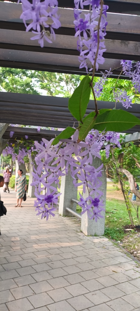 1130411錫葉藤花開不是紫藤花ㄡ～大安森林公園(一)。