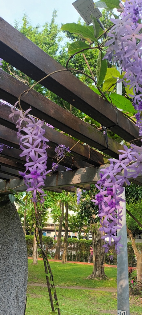 1130411錫葉藤花開不是紫藤花ㄡ～大安森林公園(一)。