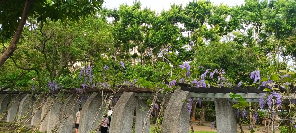 1130411錫葉藤花開不是紫藤花ㄡ～大安森林公園(二)。