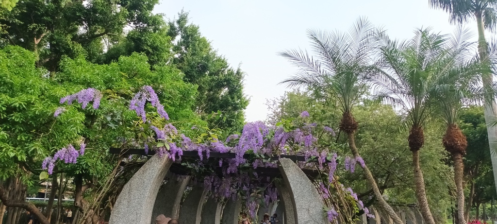 1130411錫葉藤花開不是紫藤花ㄡ～大安森林公園(二)。