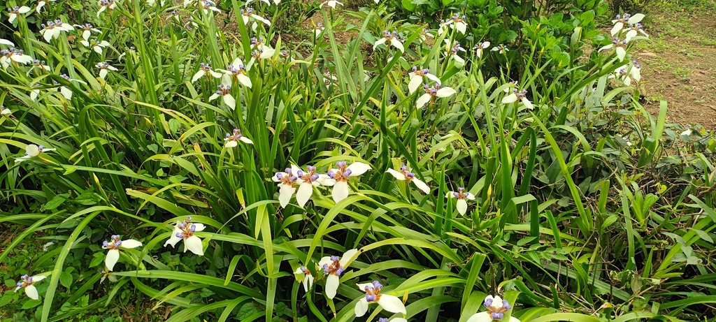 鳶尾花開的季節~