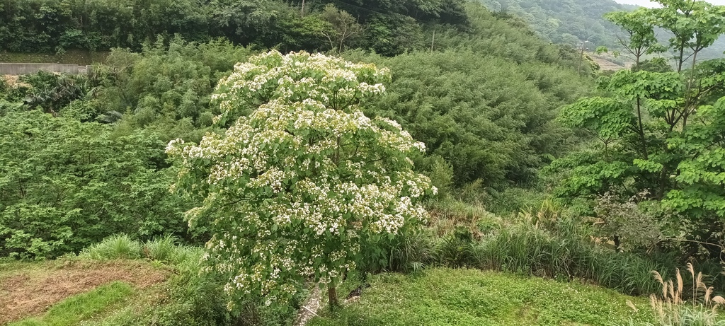 油桐花開的季節~