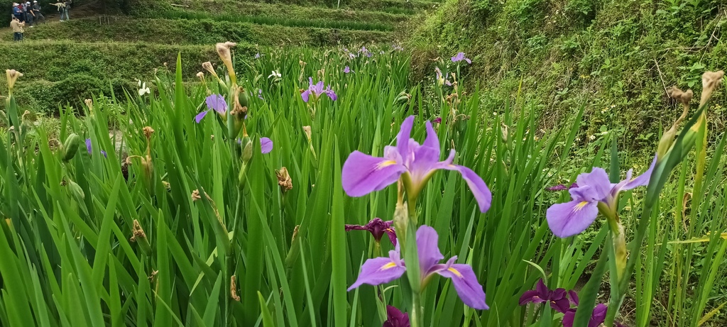 鳶尾花開的季節~