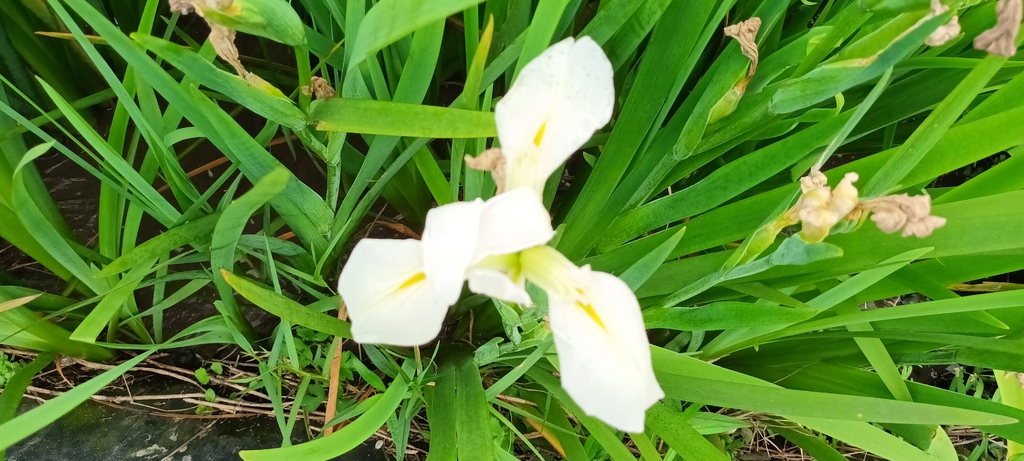 鳶尾花開的季節~