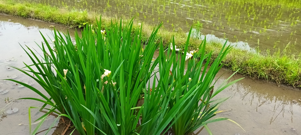 鳶尾花開的季節~