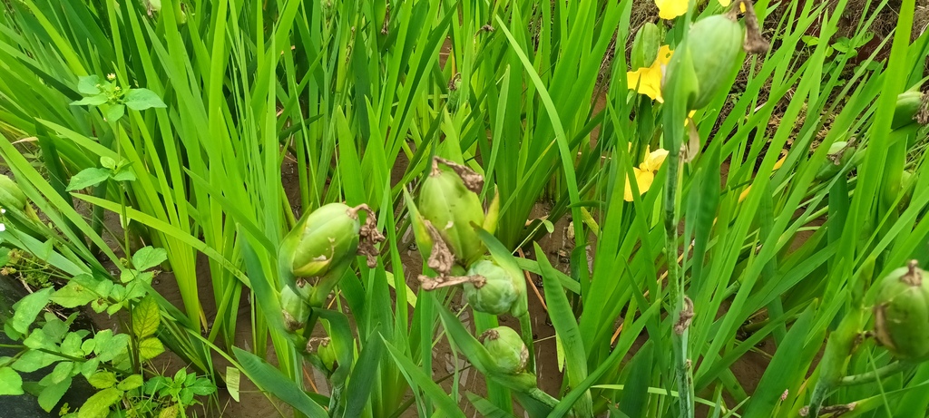 鳶尾花開的季節~