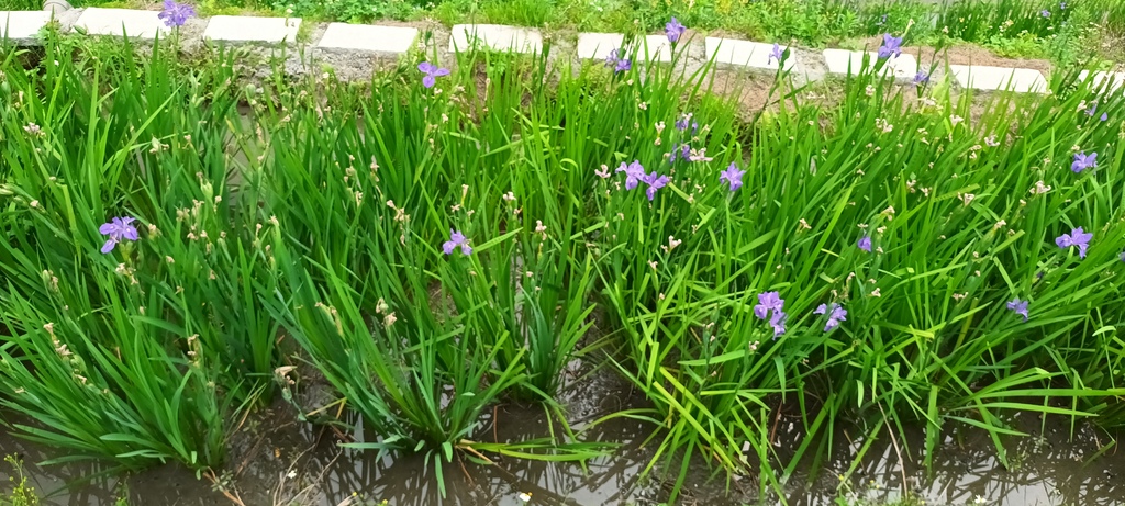 鳶尾花開的季節~