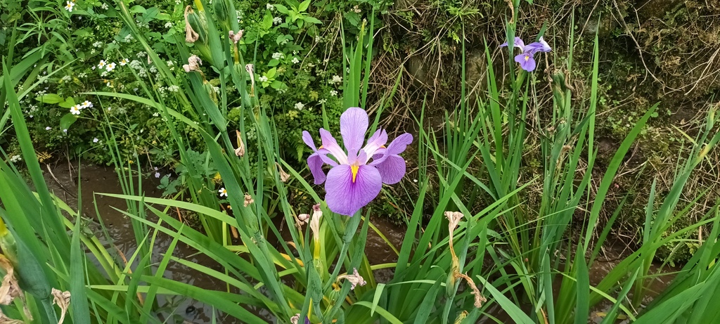 鳶尾花開的季節~