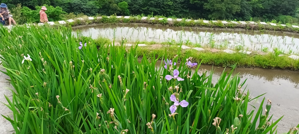 鳶尾花開的季節~