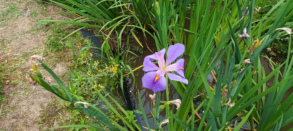 鳶尾花開的季節~