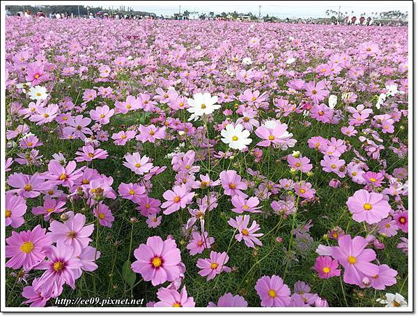 花海-12.jpg